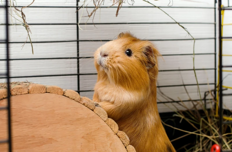 Guinea pig small animal vets