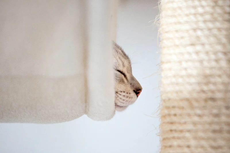 sleeping cat