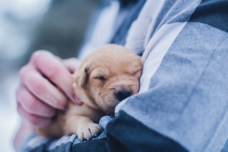 sleepy puppy in vet's arms